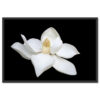 Fehér Virág Poszter