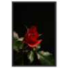 Falikép Vörös Rózsa Fekete Háttérben Vászonkép