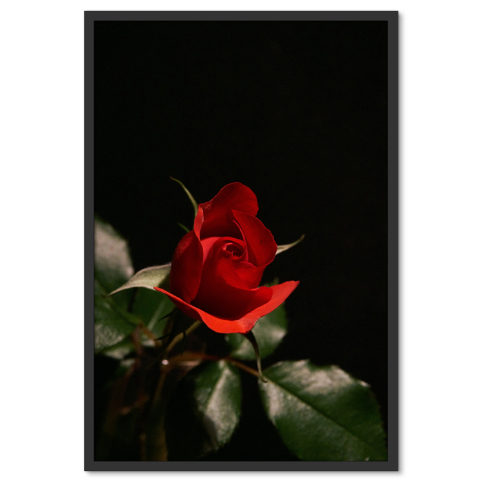 Vörös Rózsa Fekete Háttérben Poszter