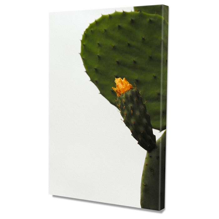 Falikép Kaktusz Virág Vászonkép