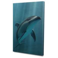 Falikép Delfin Vászonkép