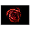 Vörös Rózsa Vászonkép