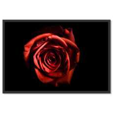 Vörös rózsa Poszter