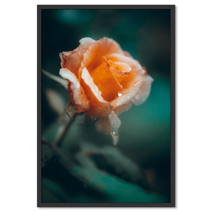 Narancssárga Rózsa Poszter