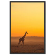 Zsiráf Afrikában Poszter