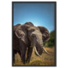 Falikép Afrikai Elefánt Vászonkép