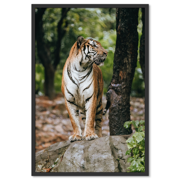 Tigris Poszter