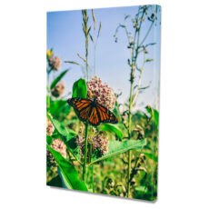 Falikép Pillangó Virágon Vászonkép