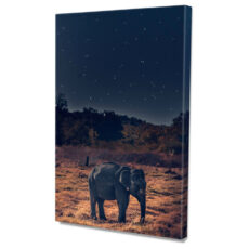 Falikép Elefánt Éjszaka Vászonkép