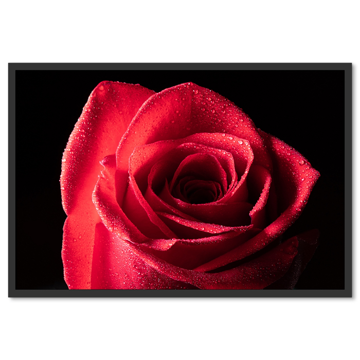 Vörös Rózsa Poszter