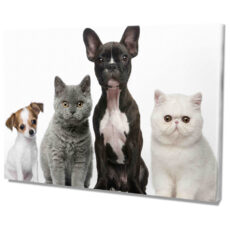 Falikép Kutyák és Macskák Vászonkép