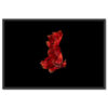 Falikép Vörös Betta Fekete Háttér Vászonkép