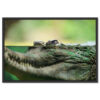 Falikép Aligátor Krokodil Vadállat Vászonkép