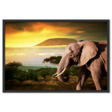 Elefánt Afrikában Poszter