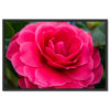 Falikép Színes Virág Növény Rózsa Vászonkép