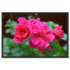 Falikép Rózsaszín Virágok Vászonkép