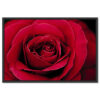 Falikép Vörös Rózsa Vászonkép