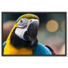 Falikép Papagáj Trópusi Madár Vászonkép