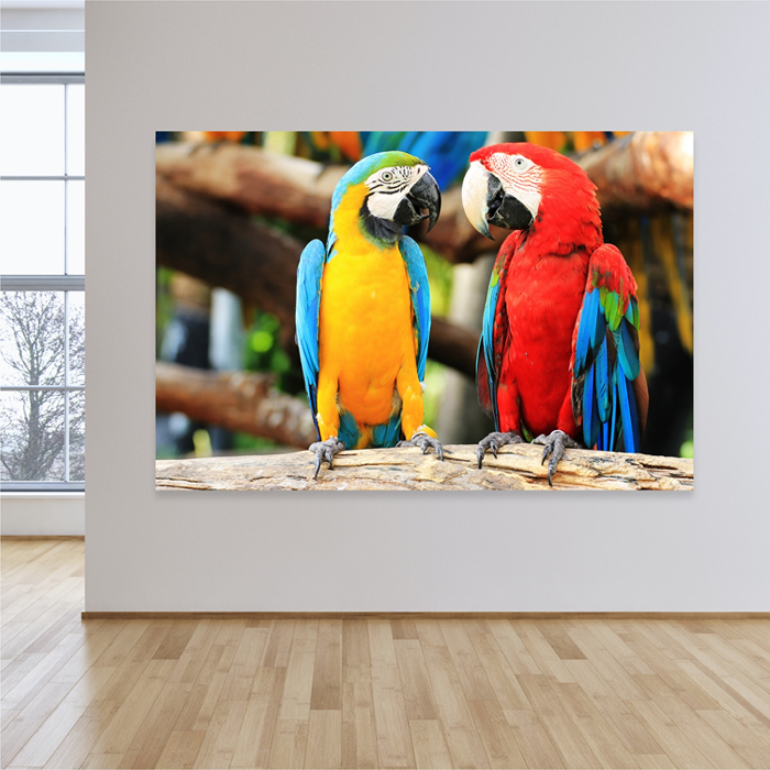 Színes Papagájok Trópusi Madarak Poszter