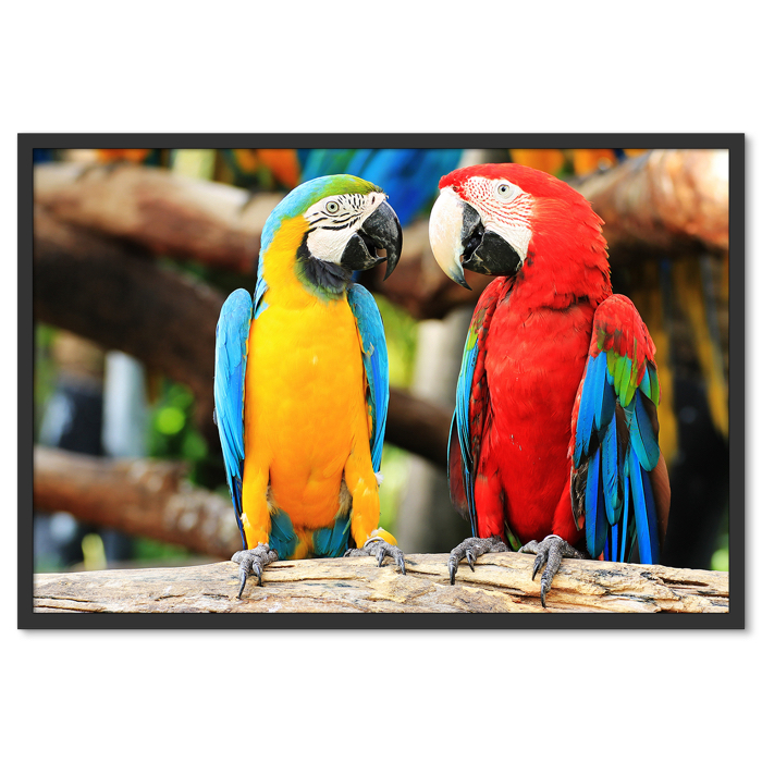 Színes Papagájok Trópusi Madarak Poszter