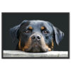 Falikép Rottweiler Kutya Vászonkép