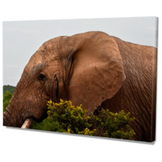 Falikép Elefánt Vászonkép