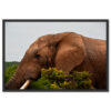 Falikép Elefánt Vászonkép