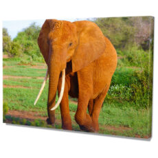 Falikép Afrikai Elefánt Vászonkép