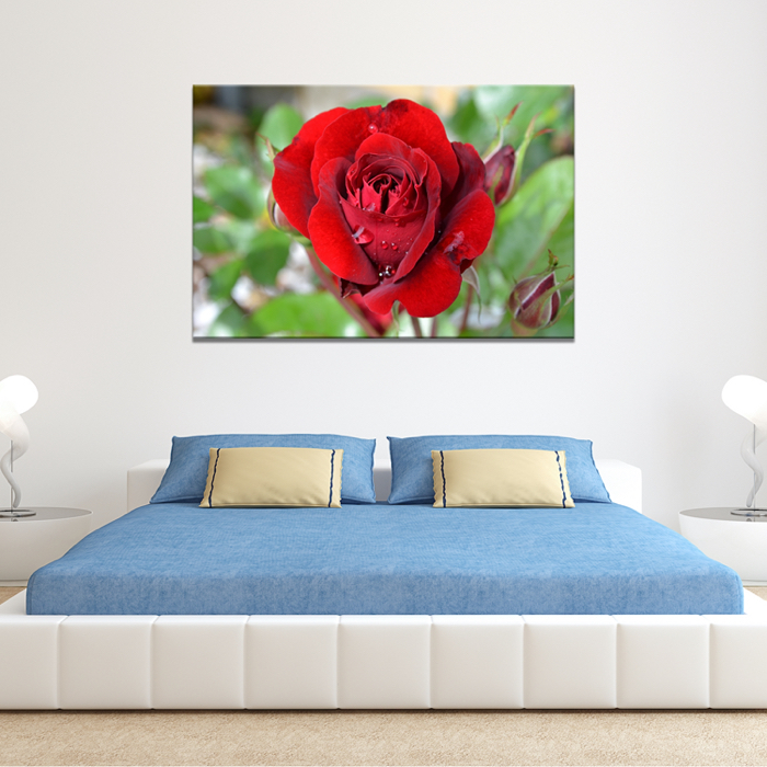 Falikép Rózsa Virág Növény Vászonkép