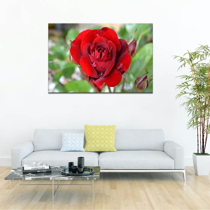 Falikép Rózsa Virág Növény Vászonkép
