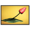 Falikép Tulipán Virág Növény Vászonkép