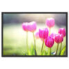 Falikép Rózsaszín Tulipánok Virágok Mező Vászonkép