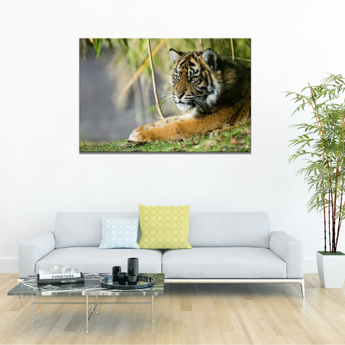 Falikép Nagymacska Tigris Vászonkép