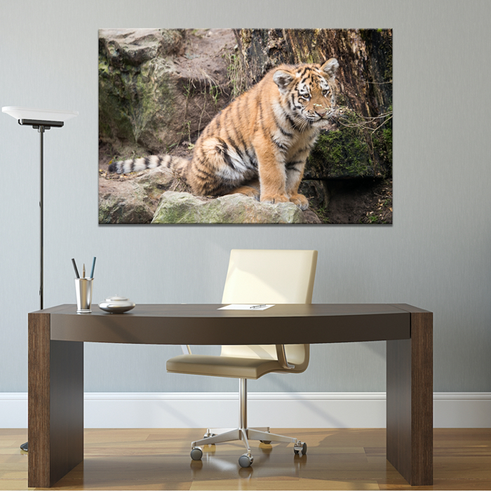 Falikép Tigris Kölyök Aranyos Vadállat Vászonkép