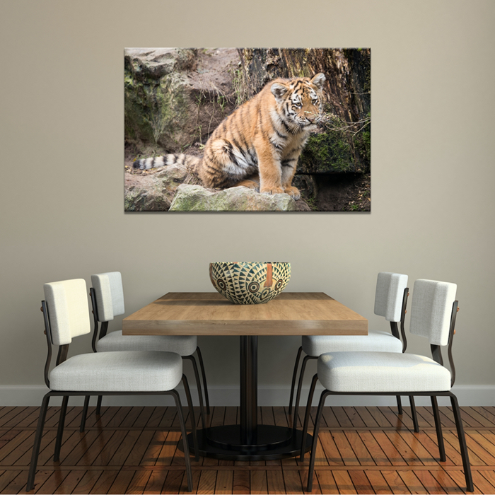 Falikép Tigris Kölyök Aranyos Vadállat Vászonkép