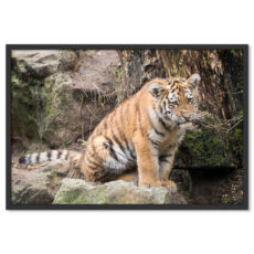 Tigris Kölyök Aranyos Vadállat Poszter