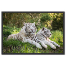 Fehér Tigrisek Poszter