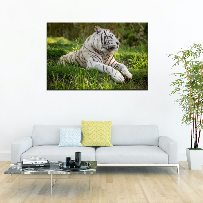 Falikép Fehér Tigris Vászonkép