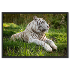 Fehér Tigris Poszter