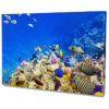 Falikép Korall Élet Világ Színes Halak Vászonkép