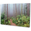 Falikép Ködös Erdőben Természet Vászonkép