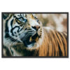 Falikép Tigris Fogak Nagymacska Vászonkép