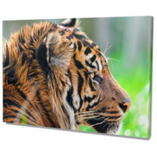 Falikép Tigris Nagymacska Vászonkép
