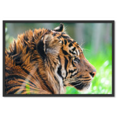 Tigris Nagymacska Poszter