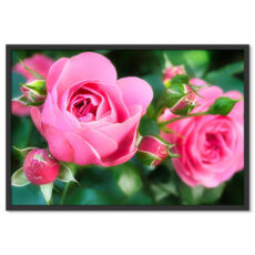 Rózsaszínű Rózsák Poszter