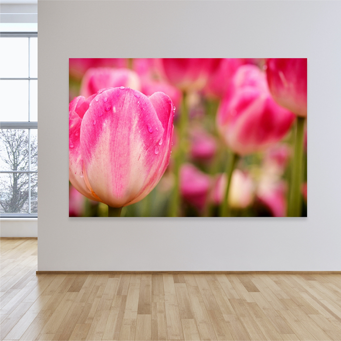 Rózsaszín Tulipán Virág Poszter