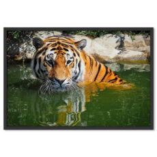 Tigris Vízben Poszter