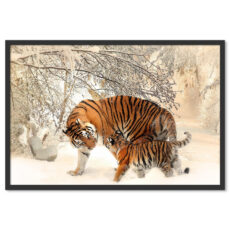 Tigrisek Télen Hóban Poszter