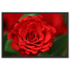Falikép Vörös Rózsa Virág Növény Vászonkép