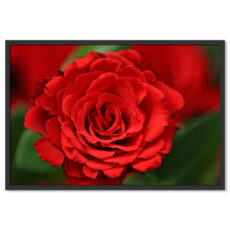 Vörös Rózsa Virág Növény Poszter